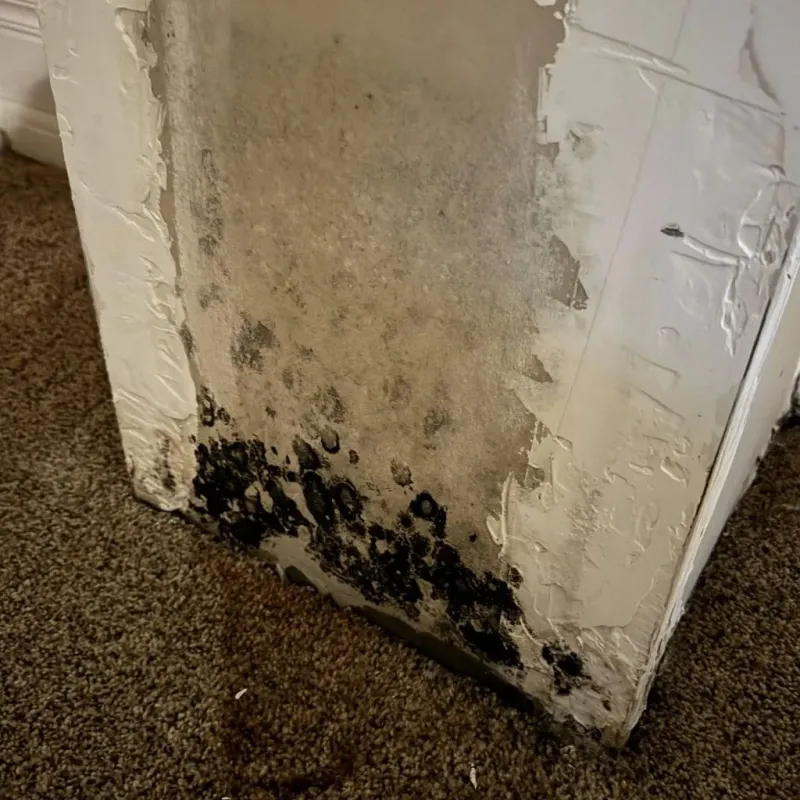 Professional Mold Removal in Grants Pass, OR